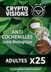 Cryptolaemus - Adultes par 25 - CRYPTO VISIONS